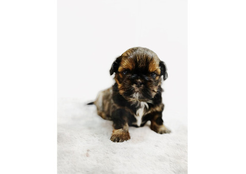 Shih tzu