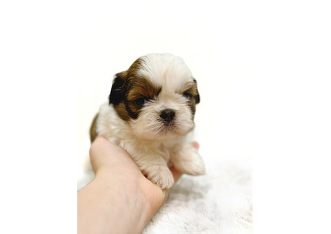 Shih tzu
