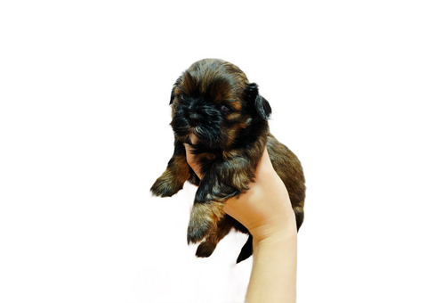 Shih tzu