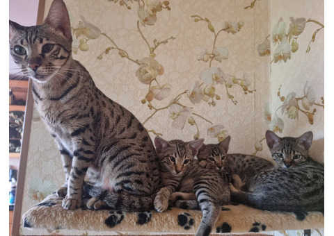 Продаю котят породы Savanahh | Savanahh kittens for sale