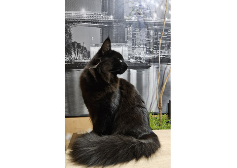 Norwegian Forest Cat