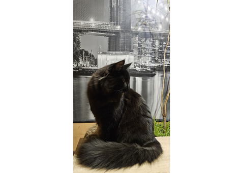Norwegian Forest Cat