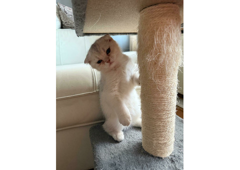 Котята шотландцы