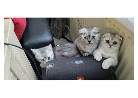 Котята шотландцы