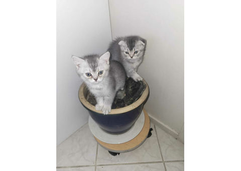 Котята шотландцы