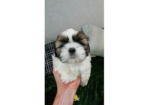 Чистокровные щенки Ши-Тцу.