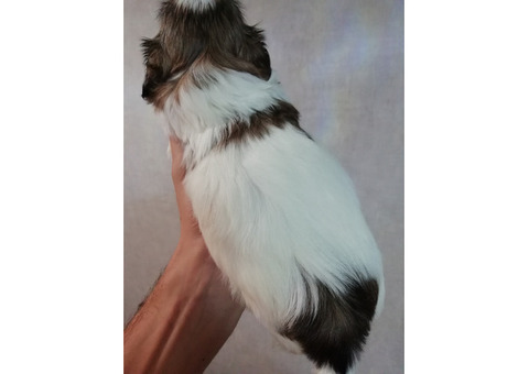 Чистокровные щенки Ши-Тцу.