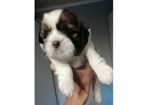 Чистокровные щенки Ши-Тцу.