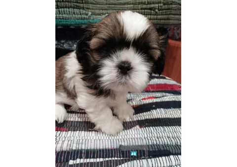 Чистокровные щенки Ши-Тцу.