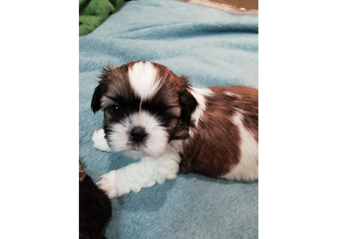 Чистокровные щенки Ши-Тцу.