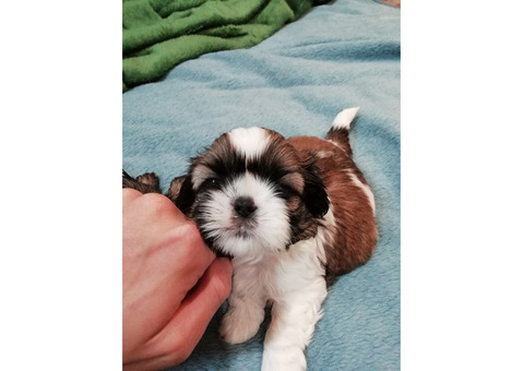 Чистокровные щенки Ши-Тцу.